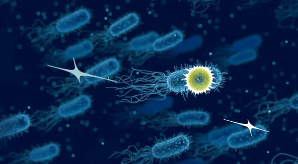 Electric_Bacteria