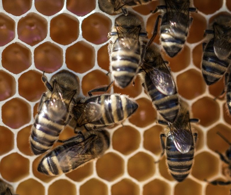 Biomímesis: Aprendamos de la naturaleza para innovar frente a la crisis climática