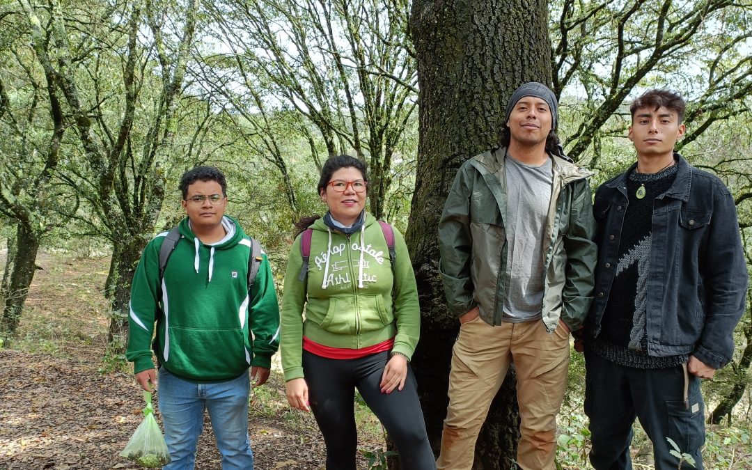 Gorriones, un proyecto de dos profesores excepcionales que busca combatir la desnutrición de la sierra de San Luis Potosí a través de la recolección segura de hongos e insectos 