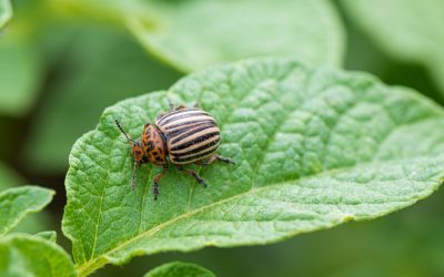 Las lecciones de negocio de un escarabajo: Lo que la naturaleza nos puede enseñar sobre toma de decisiones
